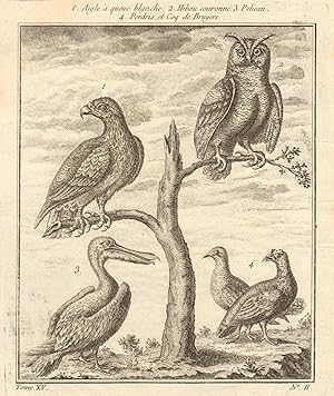 1.Aigle a queue blance 2.Hibou Couronné 3.Pelican 4.Perdrix et Coq de Bruyère [1. White tailed ea...
