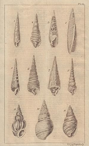Seller image for Plate XI [of series of shells / Fig 1 / 5 - Trumpet / Buccinum. Fig 2 / 3 - Volute / Voluta. Fig 4 / 10 / 11- Dipper / Bulla. Fig 6 / 8 / 9 - Whirl / Turbo. Fig 7- Rock / Murex] for sale by Antiqua Print Gallery