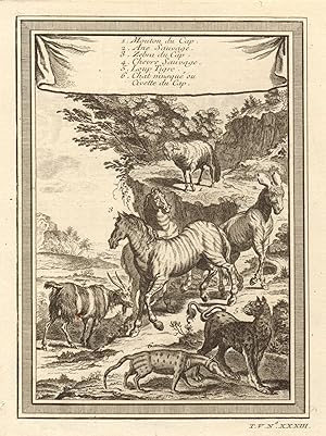 Mouton du Cap, Ane sauvage, Zebra du Cap, Chèvre sauvage, Loup Tigre, Chat musqué ou Civette du C...