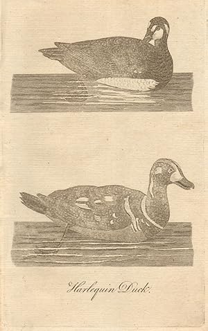 Harlequin Duck [male and female]