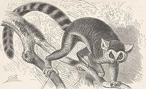 The ring-tailed lemur (1/7 nat. size)