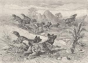 Bild des Verk�ufers f�r Hunting-dogs chasing gemsbok zum Verkauf von Antiqua Print Gallery