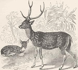The Indian spotted deer (1/15 nat. size)