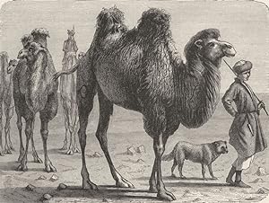 Seller image for On the Steppes - Camels and Tartars for sale by Antiqua Print Gallery