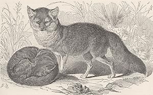 The grey fox (1/8 nat. size)