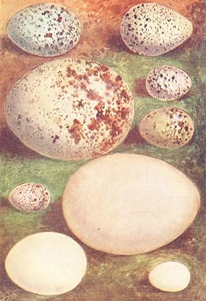 Imagen del vendedor de Eggs: 1. Ring Ouzel; 2. Kentish Plover; 3. Buzzard; 4. Cirl Bunting; 5. Hawfinch; 6. Stock Dove; 7. Dartford Warbler; 8. Pochard; 9. Black Redstart a la venta por Antiqua Print Gallery