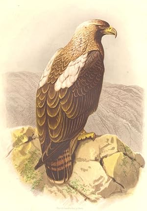 The Imperial Eagle (One-fourth Nat size)