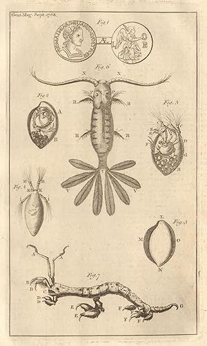 [Fig 1 - A Roman copper coin of M. Emilius Emilianus. Fig 2 to 7 - Three Marine Insects]