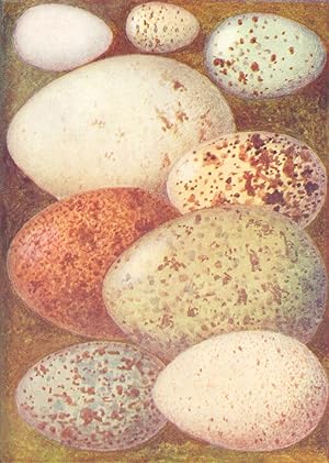 Imagen del vendedor de Eggs: 1. Dipper; 2. Garden Warbler; 3. Missel Thrush; 4. Spoonbill; 5. Ptarmigan; 6. Peregrine Falcon; 7. Curlew; 8. Hooded Crow; 9. Coot a la venta por Antiqua Print Gallery