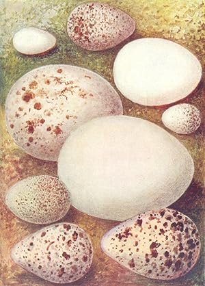 Imagen del vendedor de Eggs: 1. Sand Martin; 2. Little Stint; 3. Long-eared Owl; 4. Kite; 5. Lesser White-Throat; 6. Redwing; 7. Shieldrake; 8. Sandpiper; 9. Redshank a la venta por Antiqua Print Gallery