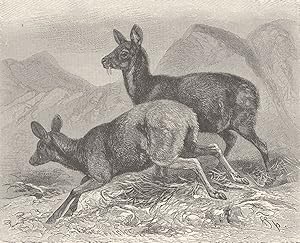Male and female musk deer (1/12 nat. size)