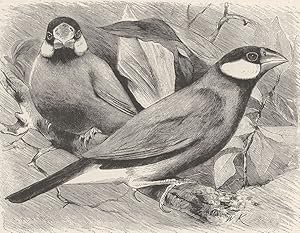 Seller image for Java sparrow for sale by Antiqua Print Gallery