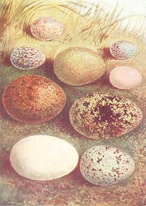 Imagen del vendedor de Eggs: 1. Jay; 2. Sparrow; 3. Jackdaw; 4. Grouse; 5. Kestrel; 6. Robin; 7. Redpoll; 8. Ringdove; 9. Wryneck a la venta por Antiqua Print Gallery