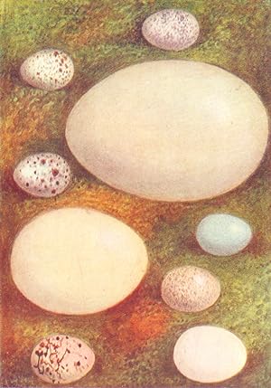 Imagen del vendedor de Eggs: 1. Spotted Fly-catcher; 2. Tree Sparrow; 3. Brambling; 4. Whinchat; 5. Scoter; 6. Grey Wagtail; 7. Smew; 8. Black-headed Bunting; 9. Great Spotted Woodpecker a la venta por Antiqua Print Gallery