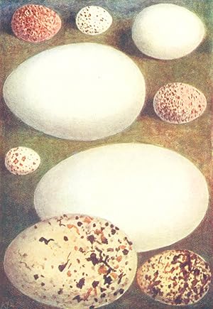 Imagen del vendedor de Eggs: 1. Rock Pipit; 2. Cormorant; 3. Creeper; 4. Turtle Dove; 5. Shore Lark; 6. Gannet; 7. Quail; 8. Oyster-Catcher; 9. Cole Tit a la venta por Antiqua Print Gallery