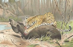 Seller image for Jaguar killing tapir for sale by Antiqua Print Gallery