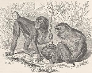 The pig-tailed monkey (1/9 nat. size)