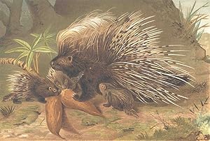 Crested porcupine