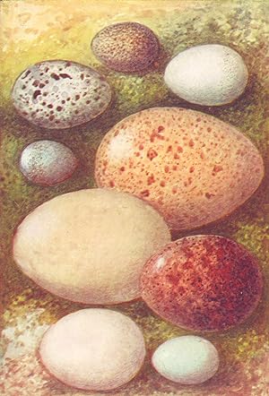 Imagen del vendedor de Eggs: 1. Woodlark; 2. Nightjar; 3. Stormy Petrel; 4. Stonechat; 5. Capercailzie; 6. Bittern; 7. Merlin; 8. Little Grebe; 9. Wheatear a la venta por Antiqua Print Gallery