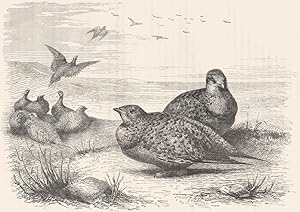 Pallas's Sand Grouse, or Sand Grouse of the Steppes