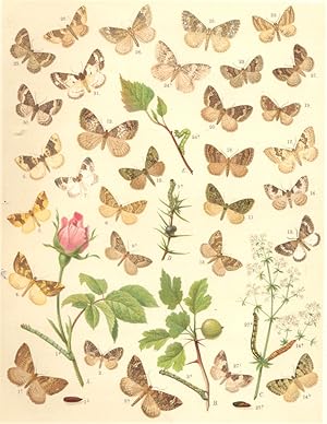 Imagen del vendedor de Heterocera-Moths-Geometrae-Loopers; Fig. 1.-Eubolia Badiata-Shoulder Stripe. a Larva. b Pupa. c Imago; Fig. 2.- Lygris Reticulata-Reticulated Carpet; Fig. 3.-Lygris Prunata-Phoenix. a Larva. b Moth; Fig. 4.-Lygris Populata-Northern Spinach Moth; Fig. 5.-Larentia Fulvata-Clouded Yellow Moth; Fig. 6.-Larentia Ocellata-Purple Bar; Fig. 7.- Larentia Bicolorata-Blue -bordered Carpet; Fig. 8.-Larentia Variata-Shaded Broad-bar; Fig. 9.-Larentia Juniperata-Juniper Carpet. a Larva. b Imago; Fig. 10.-Larentia Siterata-Red-green Carpet; Fig. 11.-Larentia Miata-Autumn Green Carpet; Fig. 12.-Larentia Truncata-Marbled Carpet; Fig. 13.-Larentia Olivata-Beech Green Carpet; Fig. 14.-Larentia Viridaria-Green Carpet. a Larva. b Imago; Fig. 15.- Larentia Turbata; Fig. 16.-Larentia Fluctuata-Garden Carpet; Fig. 17.- Larentia Montanata-Silver Ground Carpet; Fig. 18.-Larentia Quadrifasciaria-Large Twin-spot Carpet; Fig. 19.-Larentia Ferrugata-Red Twin-Spot Carpet; Fig. 20.-Larentia Suffumata -Water Carpet; F a la venta por Antiqua Print Gallery