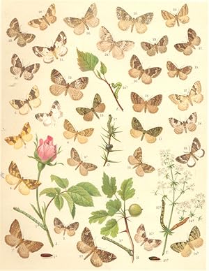 Seller image for Heterocera-Moths-Geometrae-Loopers; Fig. 1.-Eubolia Badiata-Shoulder Stripe. a Larva. b Pupa. c Imago; Fig. 2.- Lygris Reticulata-Reticulated Carpet; Fig. 3.-Lygris Prunata-Phoenix. a Larva. b Moth; Fig. 4.-Lygris Populata-Northern Spinach Moth; Fig. 5.-Larentia Fulvata-Clouded Yellow Moth; Fig. 6.-Larentia Ocellata-Purple Bar; Fig. 7.- Larentia Bicolorata-Blue -bordered Carpet; Fig. 8.-Larentia Variata-Shaded Broad-bar; Fig. 9.-Larentia Juniperata-Juniper Carpet. a Larva. b Imago; Fig. 10.-Larentia Siterata-Red-green Carpet; Fig. 11.-Larentia Miata-Autumn Green Carpet; Fig. 12.-Larentia Truncata-Marbled Carpet; Fig. 13.-Larentia Olivata-Beech Green Carpet; Fig. 14.-Larentia Viridaria-Green Carpet. a Larva. b Imago; Fig. 15.- Larentia Turbata; Fig. 16.-Larentia Fluctuata-Garden Carpet; Fig. 17.- Larentia Montanata-Silver Ground Carpet; Fig. 18.-Larentia Quadrifasciaria-Large Twin-spot Carpet; Fig. 19.-Larentia Ferrugata-Red Twin-Spot Carpet; Fig. 20.-Larentia Suffumata -Water Carpet; F for sale by Antiqua Print Gallery