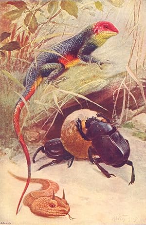 Lizard (Agama colonorum) Beetle (Ateuchus sacer Horned Viper ( Cerastes cornusus