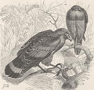 African naked-cheeked hawk and many-zoned whistling hawk (1/6 nat. size)