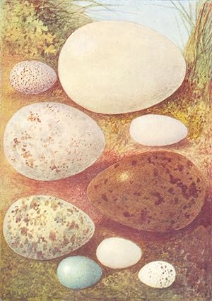 Imagen del vendedor de Eggs: 1. Pied Wagtail; 2. Heron; 3. Woodcock; 4. Swift; 5. Black-Headed Gull; 6. Snipe; 7. Chiff-Chaff; 8. Martin; 9. Hedge Sparrow a la venta por Antiqua Print Gallery