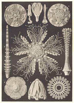 Echinoderms; 1. Cidaris Tribuloides; 2, 3. Cidaris baculosa; 4. Dorocidaris papillata; 5. Strongy...