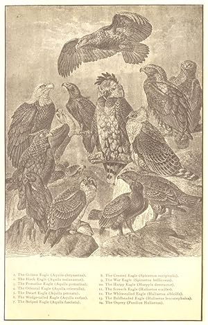 Immagine del venditore per Eagles; 1. The golden eagle (Aquila chrysaetus); 2. The black eagle (Aquila melanaetus); 3. The Pomarine Eagle (Aquila Pomarina); 4. The Oriental eagle (Aquila Orientalis); 5. The Dwarf eagle (Aquila pennata); 6. The Wedge-tailed eagle (Aquila audax); 7. The Striped Eagle (Aquila fasciata); 8. The Crested eagle (Spizaetus occipitalis); 9. The war eagle (Spizaetus bellicosus); 10. The Harpy eagle (Harpyia destructor); 11. The Screech eagle (Haliaetus vocifer); 12. The White-tailed Eagle (Haliaetus albicilla); 13. The Baldheaded eagle (Haliaetus leucocephalus); 14. The Osprey (Pandion Haliaetus) venduto da Antiqua Print Gallery