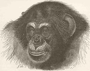 Head of chimpanzee