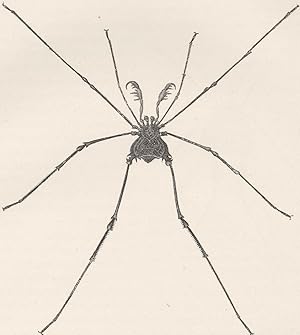 South American harvest spider, Gonyleptes spinipes (nat. size)