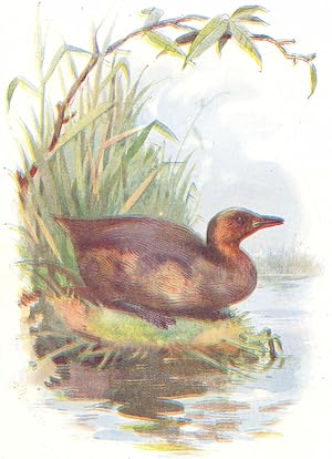 Seller image for Little Grebe (2/5 Scale) for sale by Antiqua Print Gallery