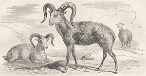 The Argali (Ovis Ammon), or Wild Sheep of Siberia