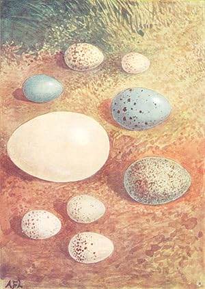 Imagen del vendedor de Eggs: 1. Golden-crested Wren; 2. Whitethroat; 3. Siskin; 4. Thrush; 5. Greenfinch; 6. Redstart; 7. Great Tit; 8. Teal; 9. Blackbird a la venta por Antiqua Print Gallery
