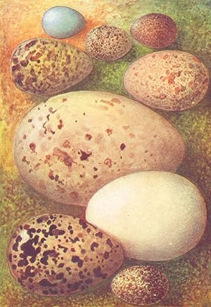 Imagen del vendedor de Eggs: 1. Pied Flycatcher; 2. Meadow Pipit; 3. Tree Pipit; 4. Dunlin; 5. Landrail; 6. Skua; 7. Wigeon; 8. Golden Plover; 9. Skylark a la venta por Antiqua Print Gallery