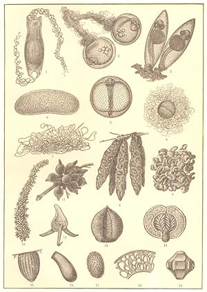 Bild des Verkufers fr Eggs of fishes and lower animals; 1. Egg of Shark; 2. Egg of Cristiceps; 3. Egg, with embryo of Goby; 4. Spawn of parastic Fierasfer; 5. Egg with embryo of stargazer; 6. Egg of Garfish; 7. Spawn of a nudibranch; 8. Spawn of squid; 9. Spawn of Sea-Snail; 10. Spawn of Octopus; 11. Egg of Cuttlefish; 12. Egg of a flat-work; 13. Egg-Capsule of mantis; 14. The same in Cross-section; 15. Egg of a butterfly; 16. Egg of Bedbug; 17. Egg of Beetle-mite; 18. Structure of eggshell of a phyllopod crustacean; 19. Egg of branchipod crustacean zum Verkauf von Antiqua Print Gallery