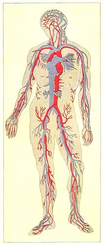 Blood-The general distribution of the Blood Vessels; Arteries are shown in red; the veins in blue