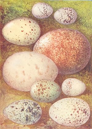 Imagen del vendedor de Eggs: 1. Water Rail; 2. Common Bunting; 3. Yellow Hammer; 4. Gyr-Falcon; 5. Jack Snipe; 6. Red-Backed Shrike; 7. Chough; 8. Fieldfare; 9. Puffin a la venta por Antiqua Print Gallery