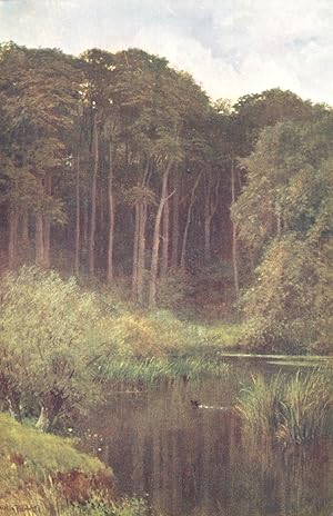 Seller image for Woodland Depths, Wotton for sale by Antiqua Print Gallery
