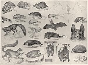 Cheiroptera, Insectivora, &c; 1. Slender Lori; 2. Foot of do; 3. Skull of do; 4. Black-fronted le...