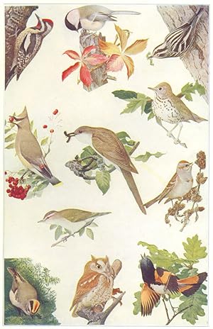 Seller image for Familiar American Birds; 1. Yellow-bellied Woodpecker, or Sapsucker; 2. Black-capped Titmouse, or Chickadee; 3. Black-and-White Creeping-Warbler; 4. Wood Thrush; 5. Cedar Waxwing , or Cherry Bird; 6. Black-billed Cuckoo; 7. Tree, or Canada Sparrow; 8. Red-eyed Vireo; 9. Golden-crowned Kinglet; 10. Little Screech-owl (red phase); 11. American Redstart for sale by Antiqua Print Gallery