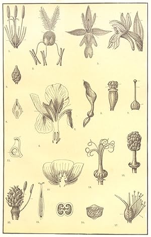 Imagen del vendedor de Morphology of Flowers- II; 1. Hypogynous bristles of Bulrush; 2. Hypogynous scales of Grass; 3. Flower of the Yew; 4. Section of the same; 5. Perianths of Orchids; 6. Iris; 7. Aristolochia; 8. Fruit of Aristolochia, showing sessile anthers; 9. A single pistil; 10. Section of Ranunculus; 11. A single carpel of ranunculus; 12. Gynoecium of Ranunculus; 13. Androecium with united filaments; 14. Gynoeceum with united carpels; 15. Ovary of Gentian with two united carpels; 16. Ovary of Violet with three united carpels; 17. Gynoeceum of Hypericum with a part of the stamens a la venta por Antiqua Print Gallery