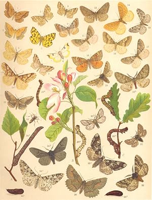 Seller image for Heterocera-Moths-Geometrae-Loopers; Fig. 1.-Epione Apiciaria-Bordered Beauty; Fig. 2.-Epione Parallellaria-Dark Bordered Beauty; Fig. 3.-Epione Advenaria-Little Thorn; Fig. 4.-Hypoplectis Adspersaria; Fig. 5.-Venilia Macularia-Speckled Yellow; Fig. 6.-Eilicrinia Cordiaria; Fig. 7.-Macaria Alternata-Sharp-angled Peacock Moth; Fig. 8.-Macaria Signaria; Fig. 9.-Macaria Liturata-Tawny Barred Angle; Fig. 10.-Ploseria Diversata; Fig. 11.-Hibernia Rupicapraria-Early Moth; Fig. 12.-Hibernia Bajaria; Fig. 13.-Hibernia Leucophaearia-Spring Usher; Fig. 14.-Hibernia Aurantiaria-Scarce Umber; Fig. 15.-Hibernia Progemmaria-Dotted Border; Fig. 16.-Hibernia Defoliaria-Mottled Umber : a Larva. b Male. c Female; Fig. 17.-Anisopteryx Aescularia-March Moth; Fig. 18.-Phigalia Pilosaria-Pale Brindled Beauty. a Larva. b Imago; Fig. 19.-Apochima Hispidaria-Small Brindled Beauty; Fig. 20.-Apochima Pomonaria : a Larva. b Imago; Fig. 21.-Apochima Zonaria-Belted Beauty; Fig. 22.-Biston Hirtaria-Brindled Beauty; F for sale by Antiqua Print Gallery