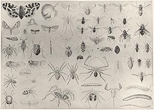 Entomology, Myriapoda and Arachnida; 1. Tiger-moth; 2, 3, 4. Winter-moth-male, female caterpillar...