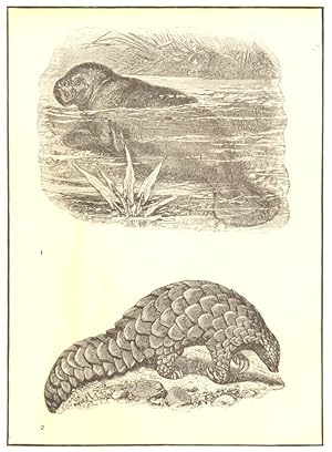 1: West Indian Manatee; 2: Short-tailed Indian Manis