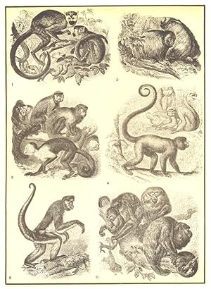 American monkeys; 1. Titi or Death's head monkey (Chrysothrix sciureus); 2. Uakari monkey (Uacari...