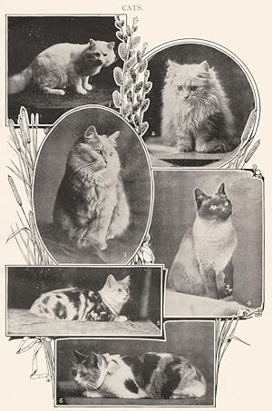 Cats; 1. White Persian; 2. Light silver; 3. Cream persian; 4. Siamese; 5. Silver Persian; 6. Shor...