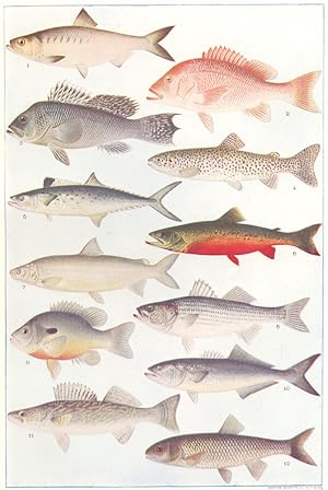 American Food Fishes; 1. Alewife; 2. Red Snapper; 3. Black Sea-bass; 4. Steel-head; 5. Spanish Ma...